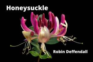 Honeysuckle
