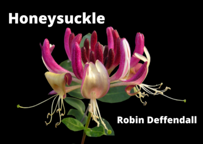 Honeysuckle